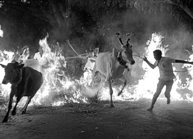 Harvest Festival. Mandya, Karnataka Harvest Festival. Mandya, Karnataka