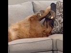 The Golden Retriever dog can be seen adoring its toy. (Instagram/@aguyandagoldenn) The Golden Retriever dog can be seen adoring its toy. (Instagram/@aguyandagoldenn)
