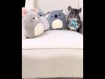 The image, taken from the viral video, shows the Chinchilla with soft toys. (Instagram/@animalsdoingthings) The image, taken from the viral video, shows the Chinchilla with soft toys. (Instagram/@animalsdoingthings)