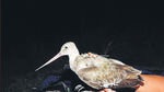 BNHS-tagged bird returns to city’s warmer climes after five-month winter break in Siberia BNHS-tagged bird returns to city’s warmer climes after five-month winter break in Siberia