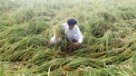 A farmer shows his damaged paddy crops in a field after heavy rainfall at Kalar Bhani Village in Patiala on Sunday. (ANI) A farmer shows his damaged paddy crops in a field after heavy rainfall at Kalar Bhani Village in Patiala on Sunday. (ANI)