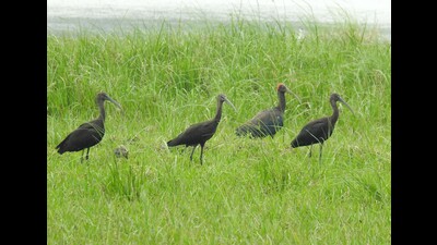 A flock of glossy Ibis at Jodhpur Jhal. (HT) A flock of glossy Ibis at Jodhpur Jhal. (HT)