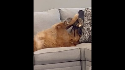 The Golden Retriever dog can be seen adoring its toy.&nbsp;