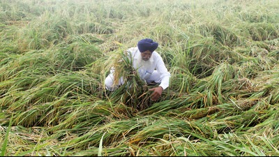 A farmer shows his damaged paddy crops in a field after heavy rainfall at Kalar Bhani Village in Patiala on Sunday. (ANI) A farmer shows his damaged paddy crops in a field after heavy rainfall at Kalar Bhani Village in Patiala on Sunday. (ANI)