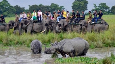 Kaziranga National Park reopens for tourists in Assam (PTI PHOTO) Kaziranga National Park reopens for tourists in Assam (PTI PHOTO)