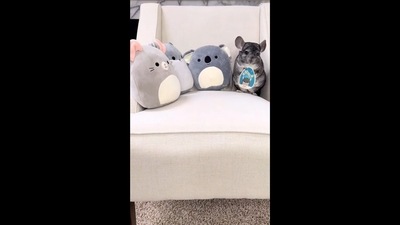 The image, taken from the viral video, shows the Chinchilla with soft toys. (Instagram/@animalsdoingthings) The image, taken from the viral video, shows the Chinchilla with soft toys. (Instagram/@animalsdoingthings)