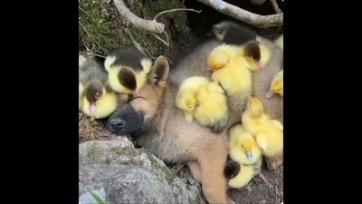 The image, taken from the viral video, shows the puppy sleeping peacefully with ducklings. (Twitter/@Yoda4ever) The image, taken from the viral video, shows the puppy sleeping peacefully with ducklings. (Twitter/@Yoda4ever)