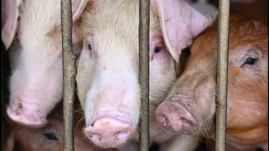 African swine fever: Culling of 600 pigs begins at Ambala farm (Representational pic) (AFP)