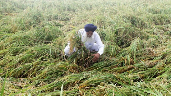 A farmer shows his damaged paddy crops in a field after heavy rainfall at Kalar Bhani Village in Patiala on Sunday. (ANI)