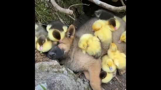 The image, taken from the viral video, shows the puppy sleeping peacefully with ducklings.(Twitter/@Yoda4ever)