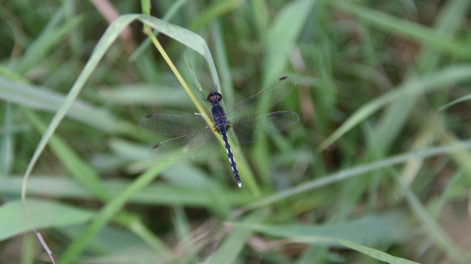 A Black Ground Skimmer spotted during the survey in Delhi (Biodiversity Parks Programme) A Black Ground Skimmer spotted during the survey in Delhi (Biodiversity Parks Programme)