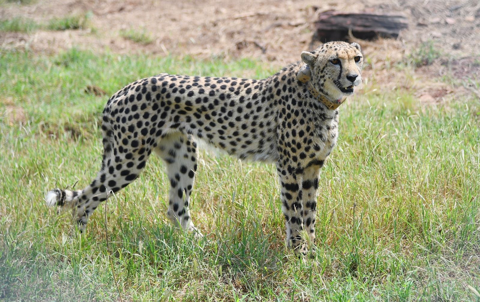 During the 93rd edition of his address, the PM said a competition is being launched to allow people to come up with a name for the cheetah project, and name the animals. (ANI) During the 93rd edition of his address, the PM said a competition is being launched to allow people to come up with a name for the cheetah project, and name the animals. (ANI)