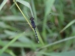 A Black Ground Skimmer spotted during the survey in Delhi (Biodiversity Parks Programme) A Black Ground Skimmer spotted during the survey in Delhi (Biodiversity Parks Programme)