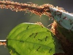 Ants On Earth: A colony of weaver ants build their nest from leaves in Kuala Lumpur.(Reuters)