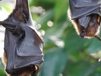 Khosta-2: Researchers at Washington State University found spike proteins from the bat virus.(Pixabay) Khosta-2: Researchers at Washington State University found spike proteins from the bat virus.(Pixabay)