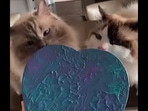 This is the picture that has been ‘painted’ by the two cats. (Instagram/@eevee_and_yoshi) This is the picture that has been ‘painted’ by the two cats. (Instagram/@eevee_and_yoshi)