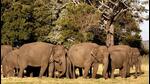 No ex-gratia for kin of tipplers killed in elephant attack: Bengal distt advisory No ex-gratia for kin of tipplers killed in elephant attack: Bengal distt advisory