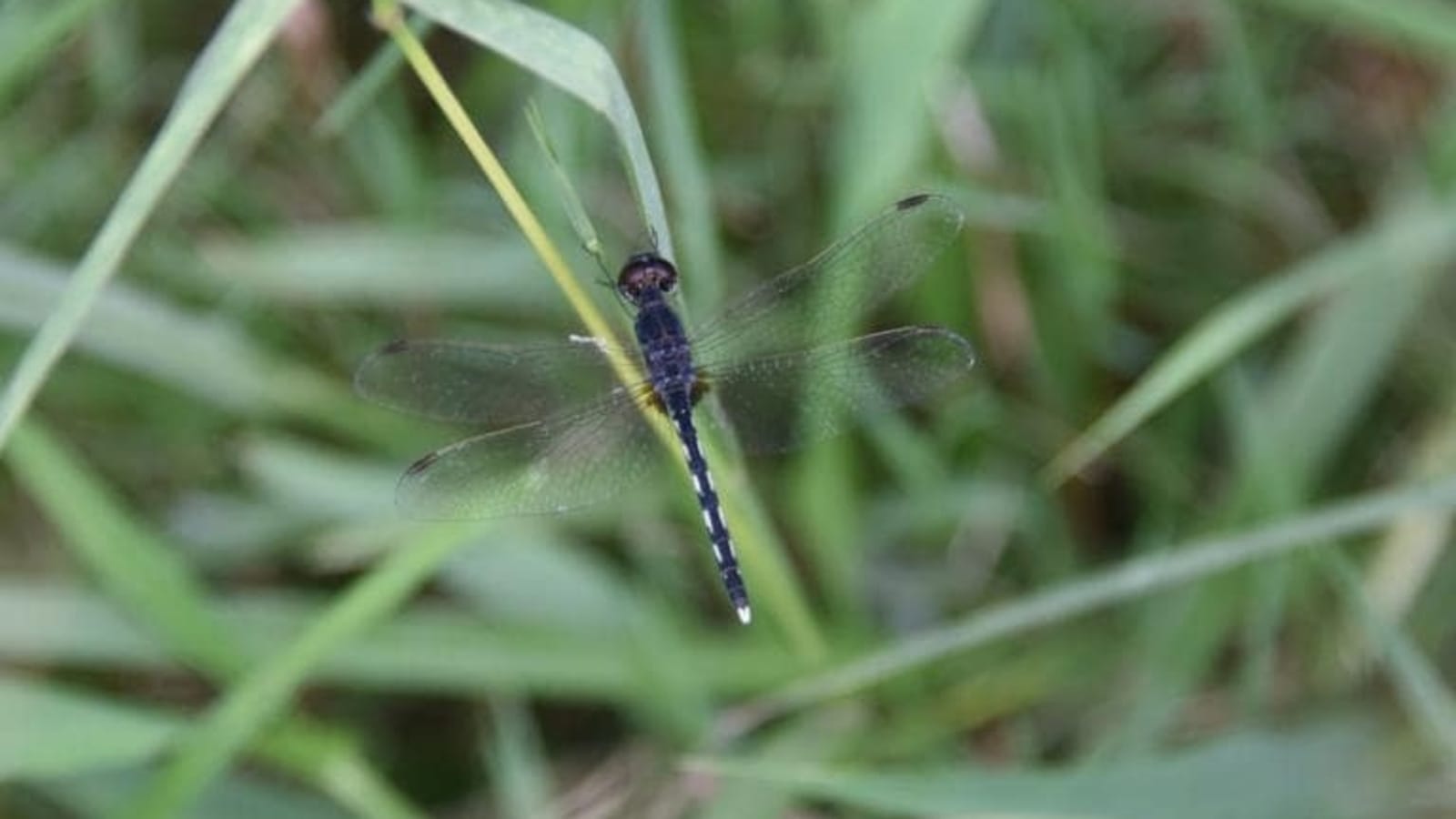 Erratic rain, severe heat may have hit dragonfly count in Delhi: Survey