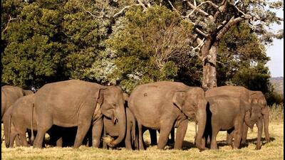 No ex-gratia for kin of tipplers killed in elephant attack: Bengal distt advisory