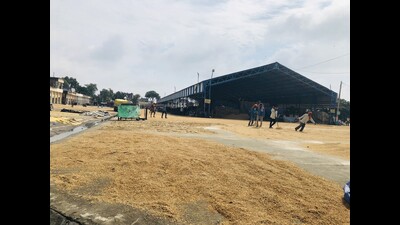 Rains wreak havoc for paddy, bajra and cotton crops in Haryana Rains wreak havoc for paddy, bajra and cotton crops in Haryana