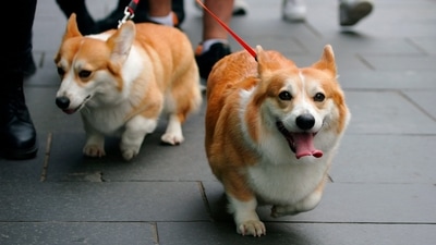 Demand for queen's favourite corgi dogs hits a new high after her death (AP) Demand for queen's favourite corgi dogs hits a new high after her death (AP)