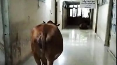 Screengrab from the video.&nbsp;