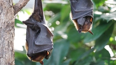 Khosta-2: Researchers at Washington State University found spike proteins from the bat virus. (Pixabay) Khosta-2: Researchers at Washington State University found spike proteins from the bat virus. (Pixabay)