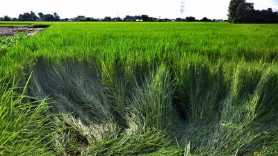 A view of damaged paddy crops due to rain at Gill village in Ludhiana on Monday. The incessant rain has affected an estimated 60,000 hectare of paddy crop in the district. (HT Photo)