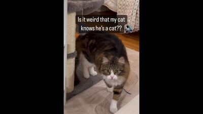 The image, taken from the viral video, shows the cat. A text insert on it reads, “Is it weird that my cat knows he's a cat??” (Instagram/@miso_the_siberian_) The image, taken from the viral video, shows the cat. A text insert on it reads, “Is it weird that my cat knows he's a cat??” (Instagram/@miso_the_siberian_)