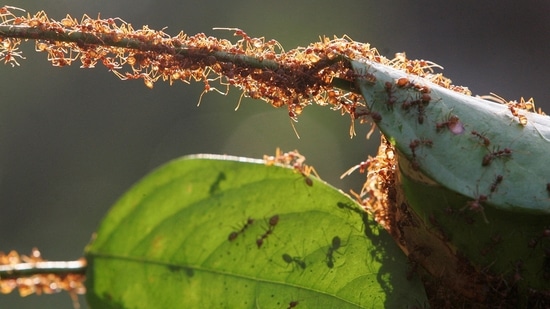 Ants On Earth: A colony of weaver ants build their nest from leaves in Kuala Lumpur.(Reuters)