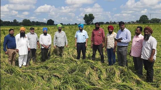 A team of the Union agriculture ministry, along with Punjab agriculture and farmer welfare department officials, carried out field visits to assess crop damage due to rain over the past few days. (HT File)