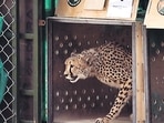 Eight Namibian cheetahs arrived in India on September 17, decades after their local extinction, in an ambitious project to reintroduce the spotted big cats that has divided experts on its prospects. Eight Namibian cheetahs arrived in India on September 17, decades after their local extinction, in an ambitious project to reintroduce the spotted big cats that has divided experts on its prospects.