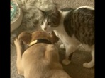 The pet cat stays by the dog’s side as it undergoes treatment.&nbsp;