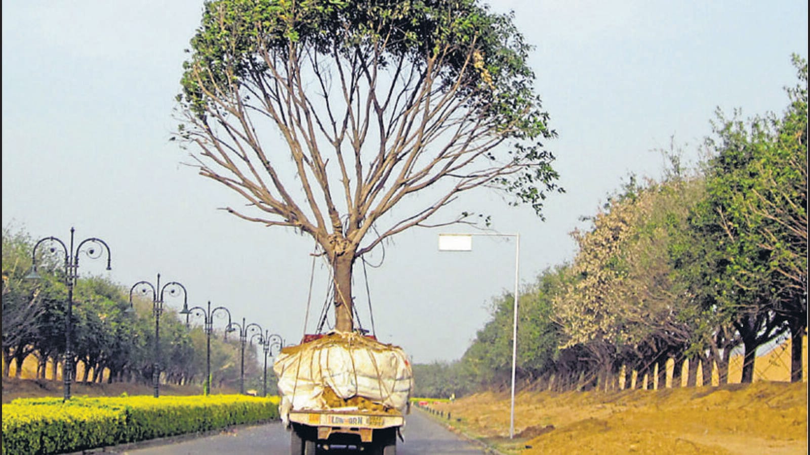 Delhi looking to add more expert agencies for tree transplantation