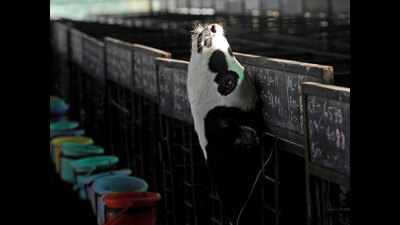 As indigenous cattle can adapt very easily to the local environment as against crossbred cattle, the Maharashtra and central governments will now promote indigenous cattle for milk production (REPRESENTATIVE IMAGE)