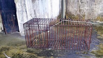 The animal cage recovered from the terrace of the Vanantara resort owned by now-expelled BJP leader Vinod Arya’s son Pulkit Arya, the prime accused in the receptionist murder case. The animal cage recovered from the terrace of the Vanantara resort owned by now-expelled BJP leader Vinod Arya’s son Pulkit Arya, the prime accused in the receptionist murder case.