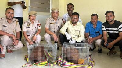 The rescued orangutans are of young age and the forest department is taking care of their health first. (HT photo) The rescued orangutans are of young age and the forest department is taking care of their health first. (HT photo)