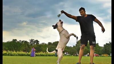 Over the past few months, there has been news and viral videos of dogs attacking people (Photo: Raj K Raj/HT)