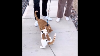 The image, taken from the viral video, captures two cats hugging each other upon being reunited. (Instagram/@catmandoofficial)
