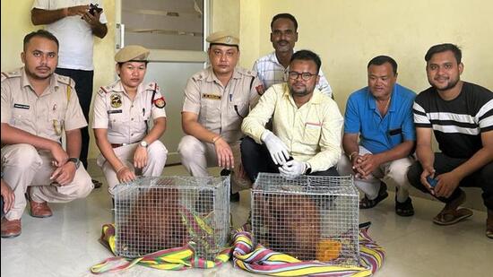 The rescued orangutans are of young age and the forest department is taking care of their health first. (HT photo)