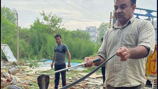 Anil Gandas, a city-based wildlife enthusiast and snake rescuer involved in thousands of rescues since 2011, said this is the first time he has had to rescue over 60 snakes from developing sectors on Dwarka Expressway. (HT Photo)