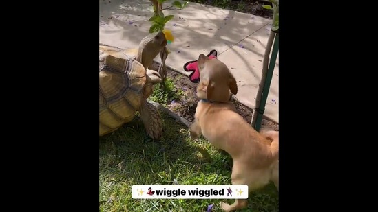 The image, taken from the Instagram video, shows the dog hanging out with its tortoise friend.(Instagram/@tillygthetortoise)