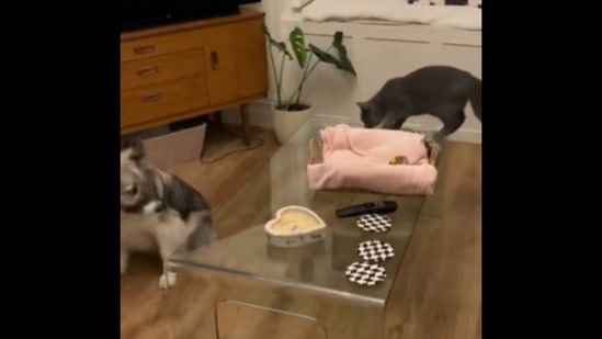 The dog sees a cat for the very first time inside its house.&nbsp;(Instagram/@romitorescue)