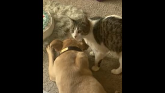 The pet cat stays by the dog’s side as it undergoes treatment.&nbsp;(Reddit/@slave_to_pluto)