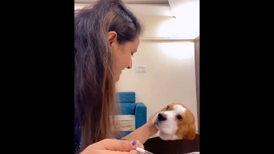 The Beagle dog looks into its pet mom's eyes like this. (Instagram/@aakashialive) The Beagle dog looks into its pet mom's eyes like this. (Instagram/@aakashialive)