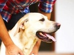 World Rabies Day 2022: Warning signs of rabies in dogs; what to do after a dog bite