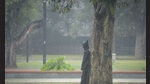 As per Delhi government data, of the 5,296 trees transplanted in 2021-22, only 1,965 are still alive. (Hindustan Times) As per Delhi government data, of the 5,296 trees transplanted in 2021-22, only 1,965 are still alive. (Hindustan Times)