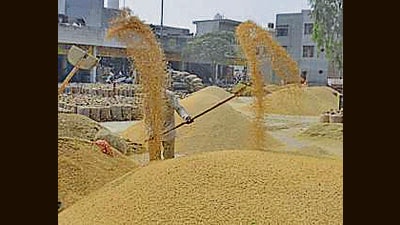 Admn secretaries deputed to enure smooth procurment inHaryana mandis