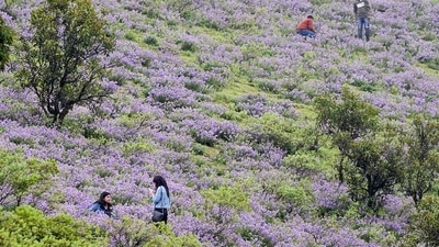 Chikmagalur: Visitors click photographs in a hill adorned by the Neelakurinji flowers, which bloom once in 12 years, at Chandra Dhrona Hill Ranges in Chikmagalur district, (PTI Photo)(PTI09_17_2022_000123A) (PTI) Chikmagalur: Visitors click photographs in a hill adorned by the Neelakurinji flowers, which bloom once in 12 years, at Chandra Dhrona Hill Ranges in Chikmagalur district, (PTI Photo)(PTI09_17_2022_000123A) (PTI)