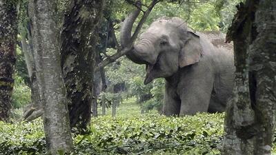 A wild adult male elephant in a tea estate in eastern India. (File Photo) A wild adult male elephant in a tea estate in eastern India. (File Photo)